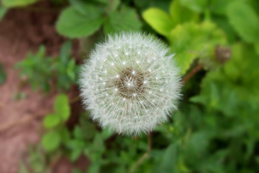 seeds of a flower on a stem