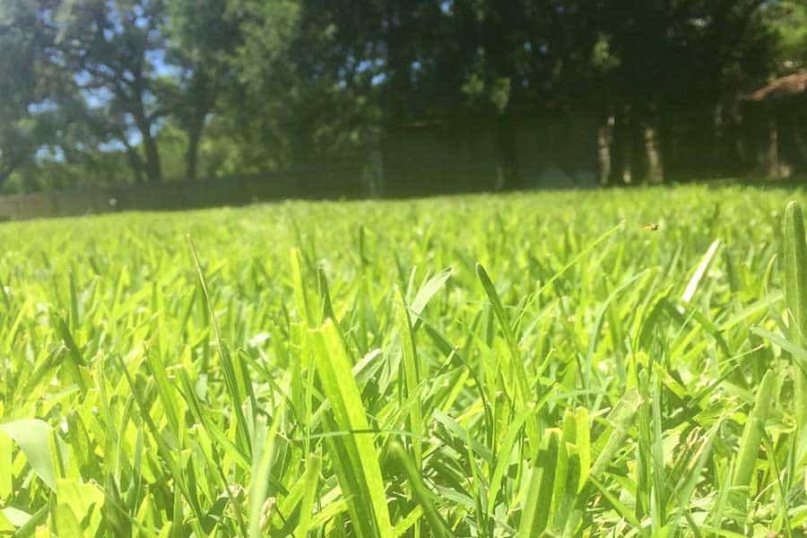 a field of grass San Marcos TX