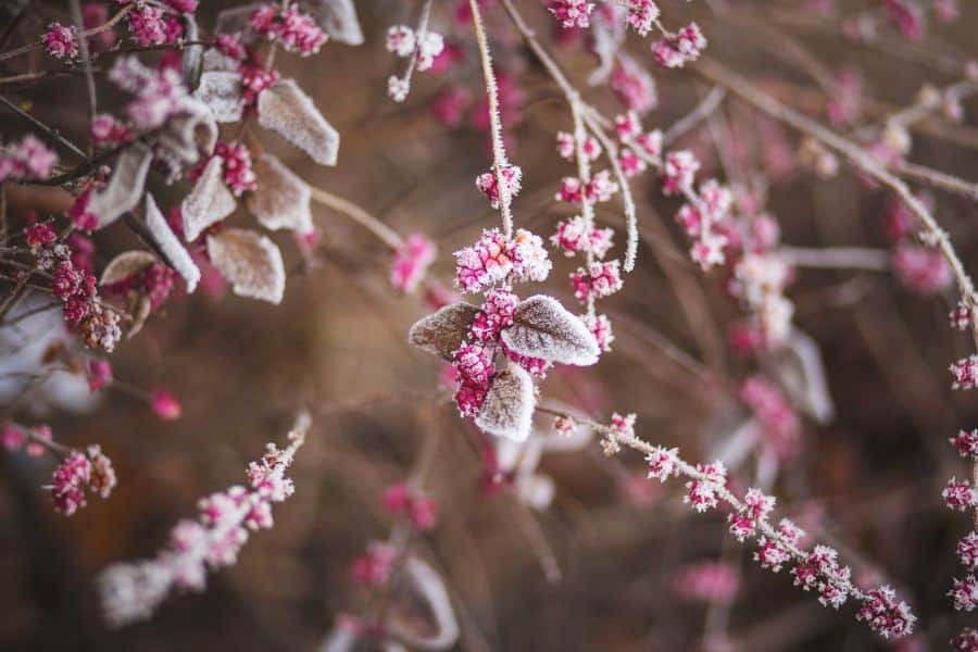 flowers on a tree