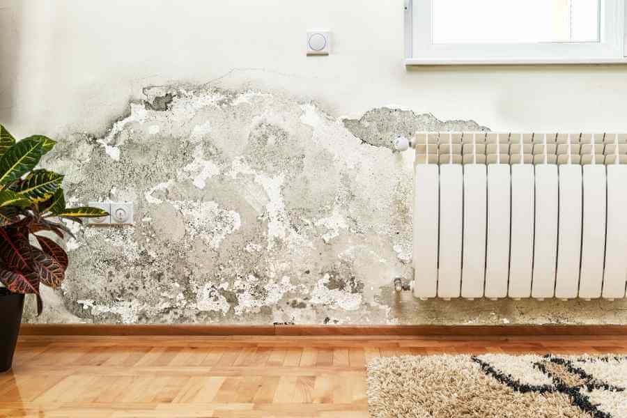 a mold or mildew infestation