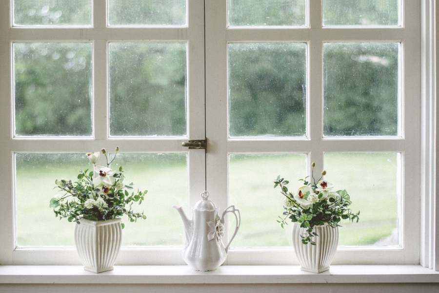plants in front of a window