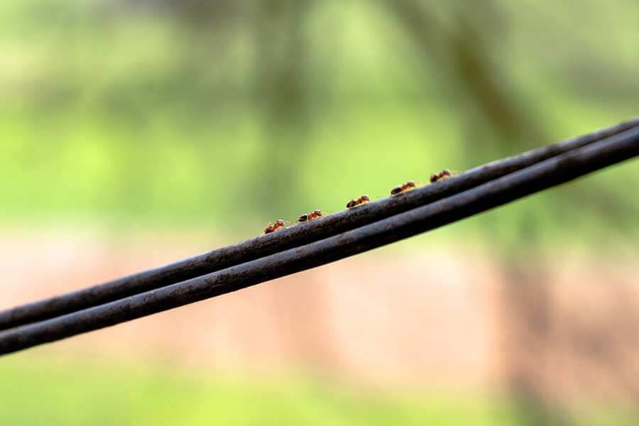 ants marching along a cable