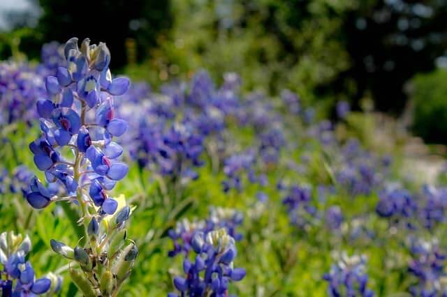 flowers San Marcos TX