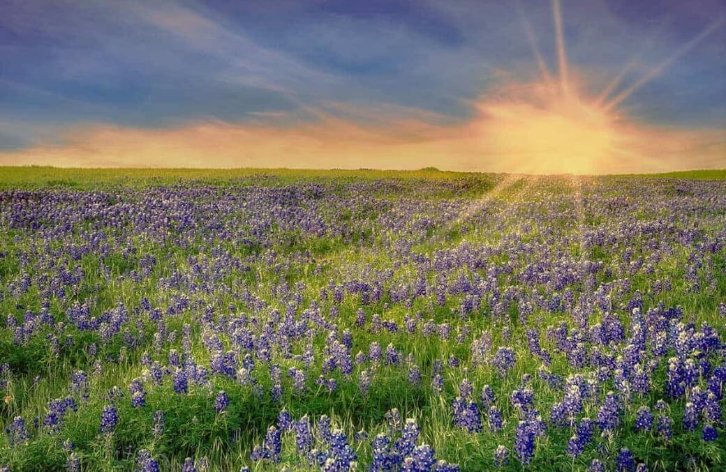 a field of flowers