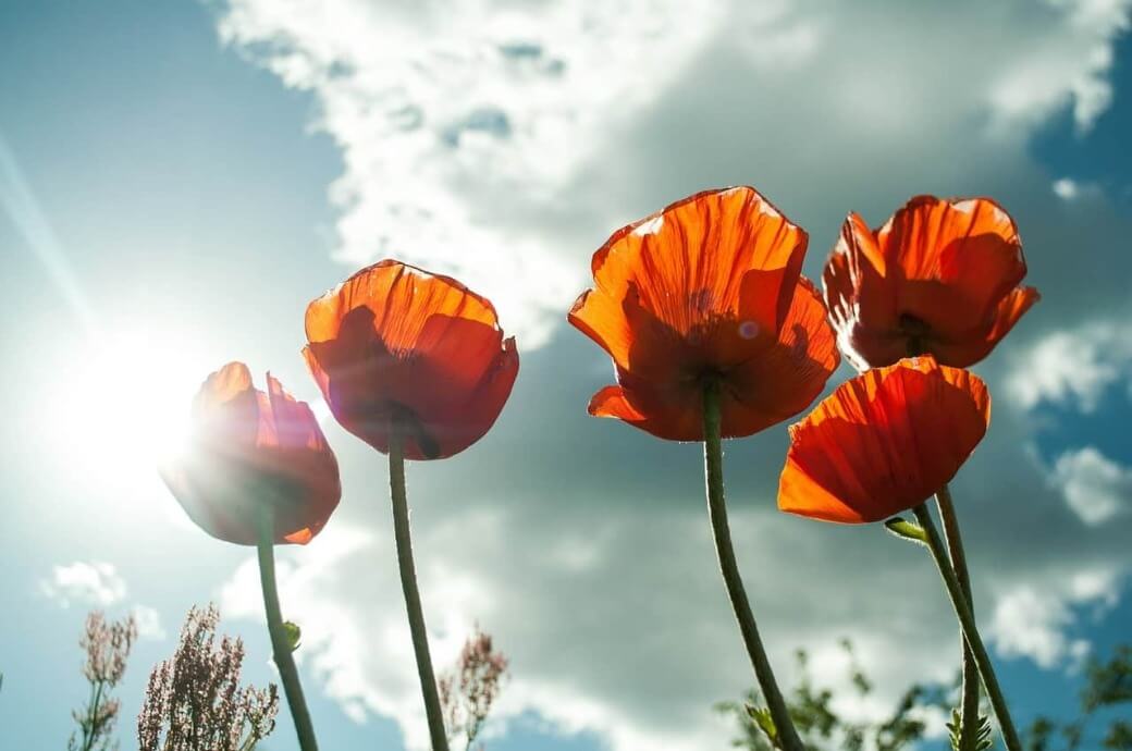 the sun shining on flowers